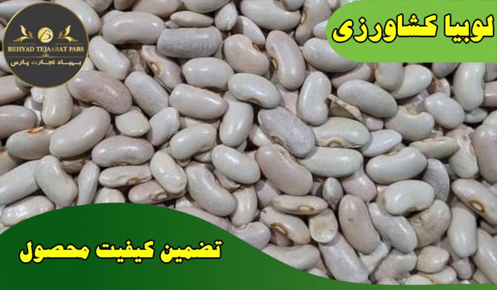 قیمت لوبیا کشاورزی و پخش عمده در آذر 1400